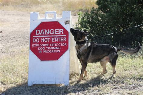 Paws up! Two new military working dogs arrive; first in three years ...
