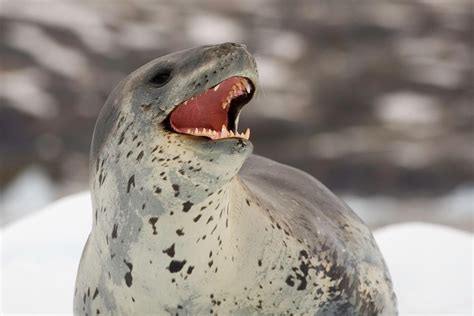 Weddell Seal: Ice-Dependent Antarctic Divers with Exceptional Abilities ...