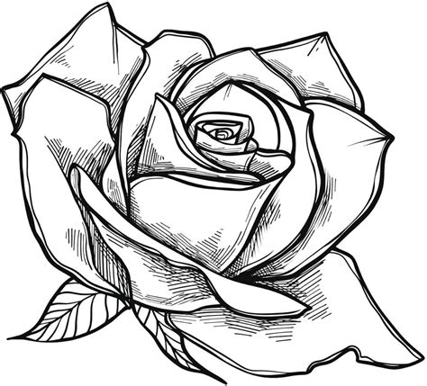 EWDesigns EW Designs Black and White Rose Flower Sketch Vinyl India | Ubuy