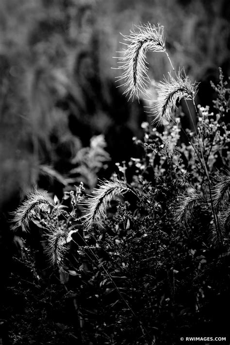 Framed Photo Print of PRAIRIE GRASS THE PRESERVE OF HIGHLAND PARK ...
