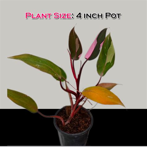 Philodendron Pink Princess Variegated LIve Plant – veliyathgardens