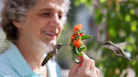 Hummingbirds of Hollywood | Nature