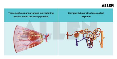 Human Urinary System: Structure and Functions