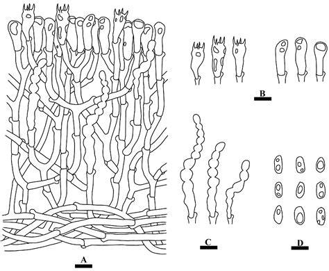 Molecular Systematics and Taxonomic Analyses of Three New Wood ...