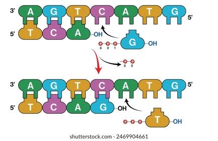 Image result for DNA Cell Replication