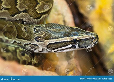 Image result for Python Sebae