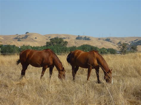 Trailing Ahead: The “outer loops” in Sycamore Grove Park