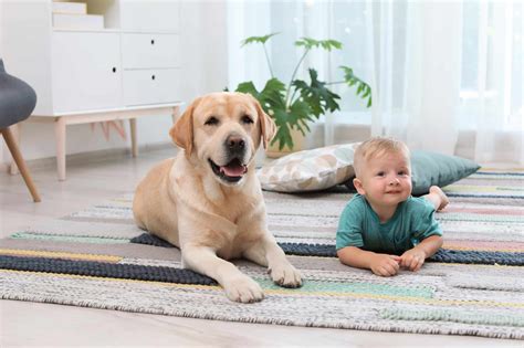 Yellow Lab 的图像结果