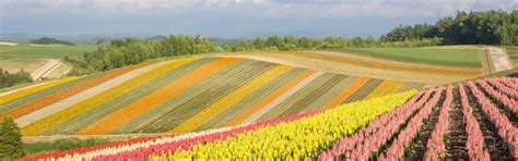 Hokkaido Weather in August 2026: Japan's Coolest Summer Escape