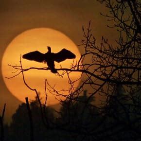 Tangxi Network Card, Rt3290 Mini PCI E Port Network Card, 150Mbps High ...