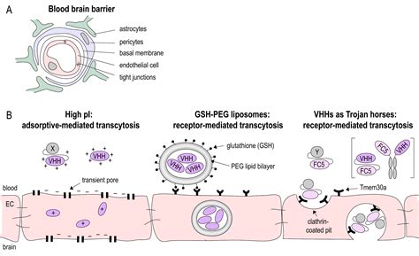 Current Approaches and Future Perspectives for Nanobodies in Stroke ...