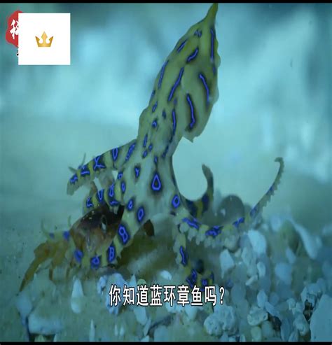 蓝环章鱼有多毒，被咬后可能致死(并未研制出抗毒血清) — 探灵网