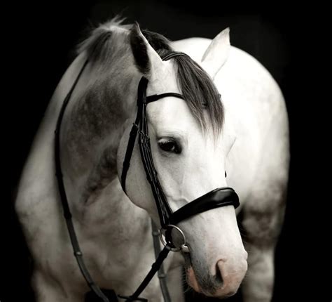 Buy Lumiere Equestrian 'Alina' Leather Bridle (Convertible) Online at ...