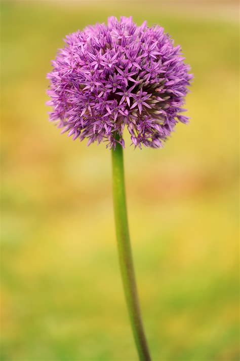 Free Images : nature, blossom, meadow, prairie, bloom, produce ...