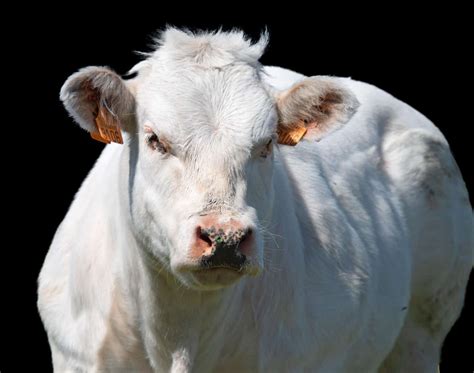 15 White Cow Breeds You Should Know About