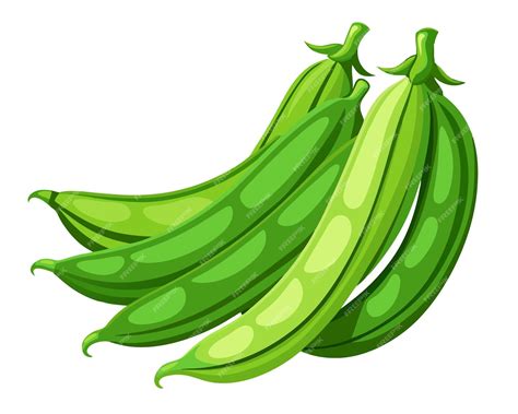 Green Beans Clip Art Realistic Vector Illustration of Fresh Green Beans ...