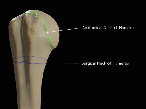 Anatomical vs Surgical Neck of Humerus: Key Differences and Clinical ...