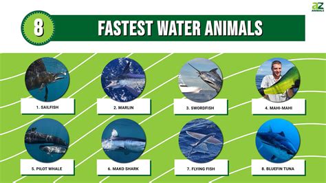 Top 8 Fastest Water Animals - A-Z Animals
