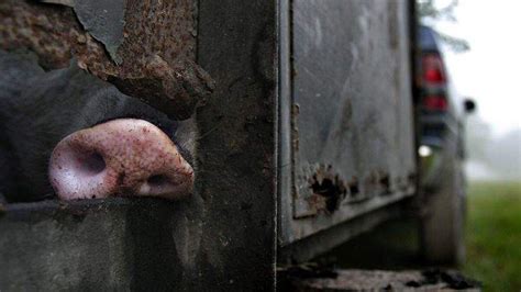 Image result for Exploding Hog Hunting