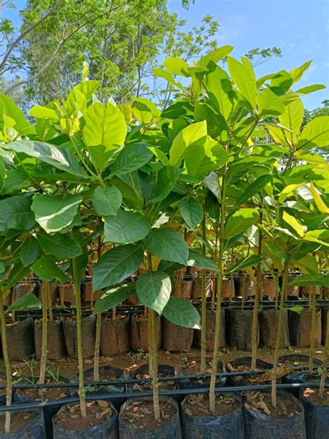 Avenue Trees Wholesale Supplier in Kadiyam | Road & Landscape Projects ...