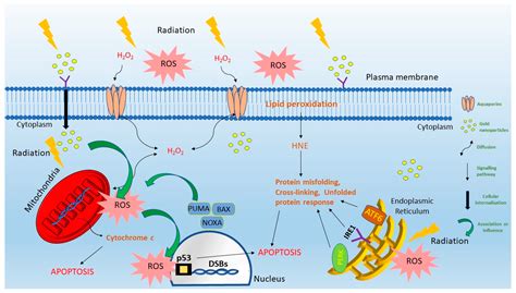 Chemical Mechanisms of Nanoparticle Radiosensitization and ...