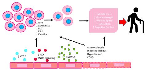 Role of Endothelial Progenitor Cells in Frailty