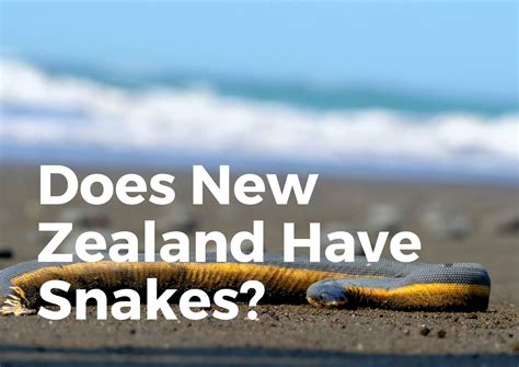 Snakes In New Zealand