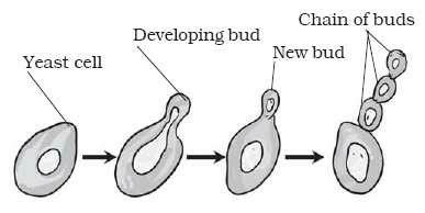 Budding in yeast with process and diagram? | EduRev Class 10 Question