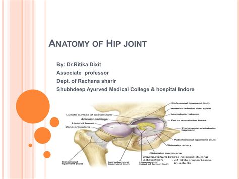 Hip Joint Anatomy Pictures