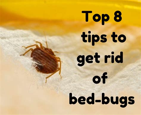 Top 8 tips to get rid of bed bugs permanently