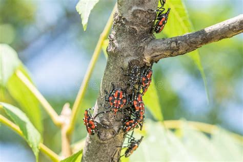 Lantern Fly Nymph 的图像结果