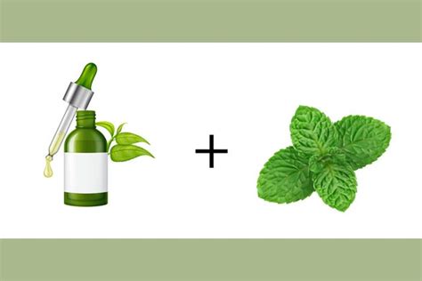 Weekend Skin Care: DIY Face Mists Involving Aloe Vera, Coconut Oil, Tea ...