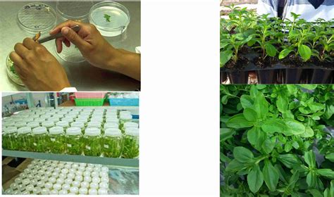 Image result for Stevia Process