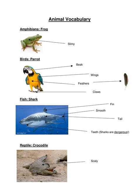 Animals presentation | PDF