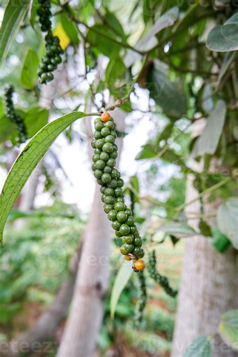 close-up of black pepper plant planted in a small garden. black pepper ...