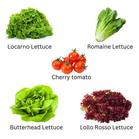 Hydroponic Green Salad Mix – Indoor Harvest