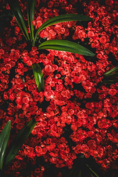 Do Deer Eat Begonia Plants? - Green Packs