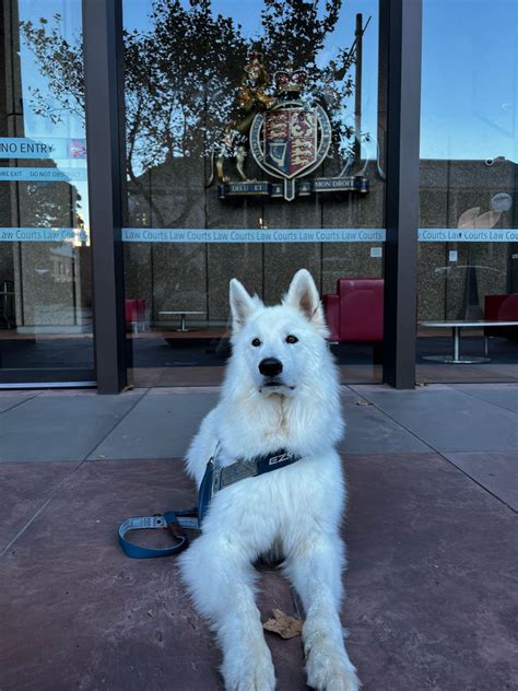 Churchill was recently appointed as The Ultimate Trier of Fact. | Min Yang