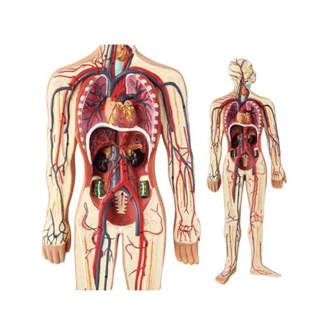 Image result for Blood Circulation Model