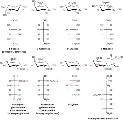 11.7: The Eight Essential Monosaccharides + Fructose - Chemistry LibreTexts