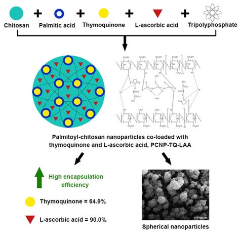 l-Ascorbic Acid and Thymoquinone Dual-Loaded Palmitoyl-Chitosan ...