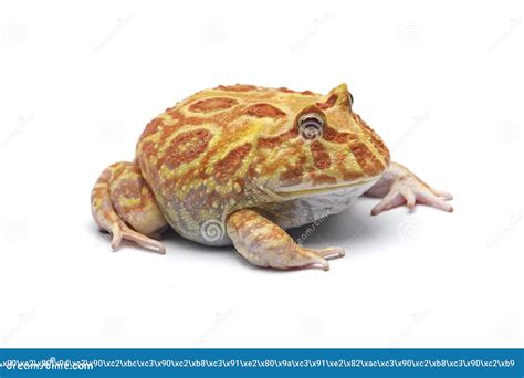 Amazonian Horned Frog Isolated on White Background Stock Photo - Image ...
