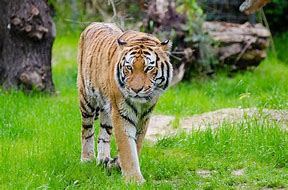 Image result for Cool Animal Wallpapers 4K Tiger