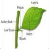 Draw neat and well labelled diagrams: different parts of the leaf ...