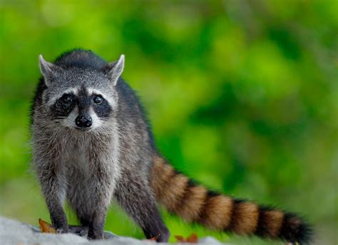 Estos siete animales enviaron al hospital a víctimas de sus mordeduras ...