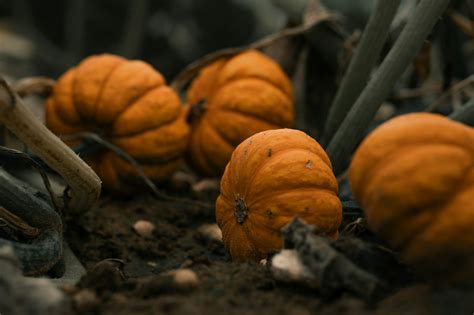 Interesting Facts About Pumpkins: A Comprehensive Guide - ufbUSA.com