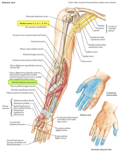 Anterior interosseous nerve syndrome, causes, sign, symptoms, diagnosis & treatment