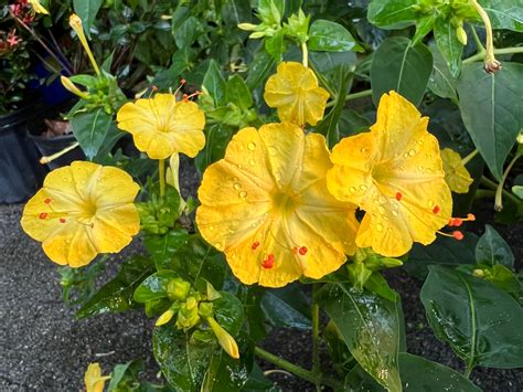 Yellow Four O'clock Mirabilis jalapa 20 Seeds – R&B Floridaseeds