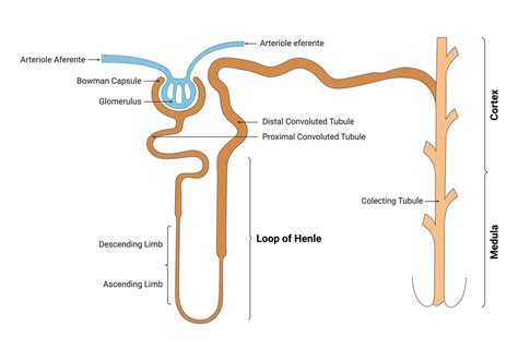 Loop of Henle Function 的图像结果
