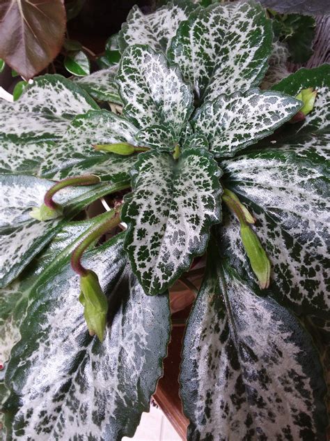 Jeannine Grabler: African Violet Soil Vs Cactus Soil